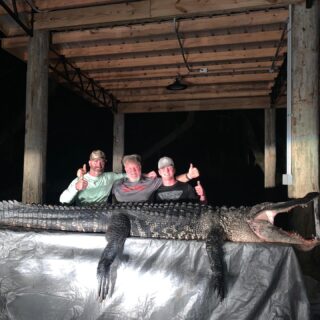 Our first gator of the season was a stud measuring in at 11.8! How’s everyone’s Alligator season coming along? #Claygullyoutfitters #alligator #hunting #gooutdoors #hunting2020 #stud #trophyhunting #hunt #florida #huntflorida #floridahunting