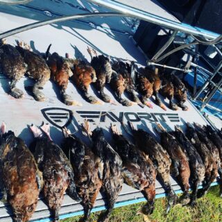 If we arent on the ducks we are busting boars! #claygullyoutfitters #duckhunting #hoghunting #waterfowlhunting #hunting #floridalife #florida #centralflorida #getoutandhunt #airboat #airboating