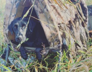 A beautiful morning to put Hydro back to work 🦆 🐕 #claygullyoutfitters #florida #duckhunting #waterfowlhunting #waterfowl #blacklab #blacklabsofinstagram #duckdog #huntflorida #huntingseason #gooutside #photography #outdoorphotography